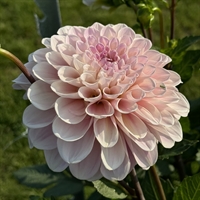 Dahlia Sweet Nathalie 